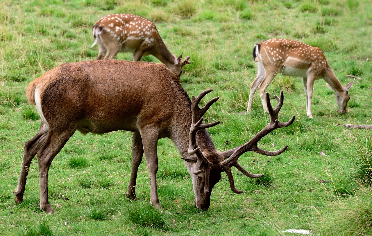 Photo of the Month Winner: Close-up of a stag and two smaller deer grazing in a lush green field (Category: Wildlife)