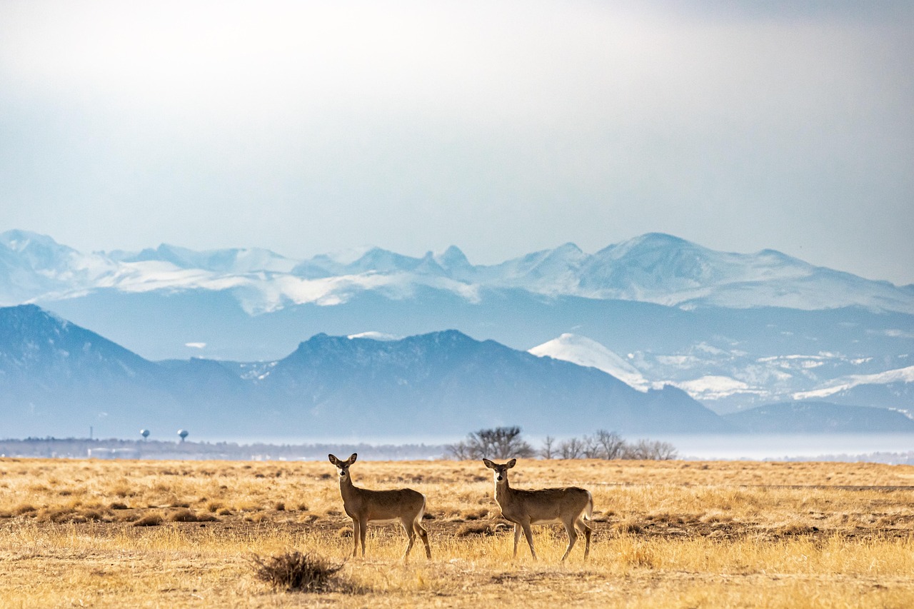 Nominee 4: Herd of deer grazing peacefully on a mountain hillside (Wildlife)